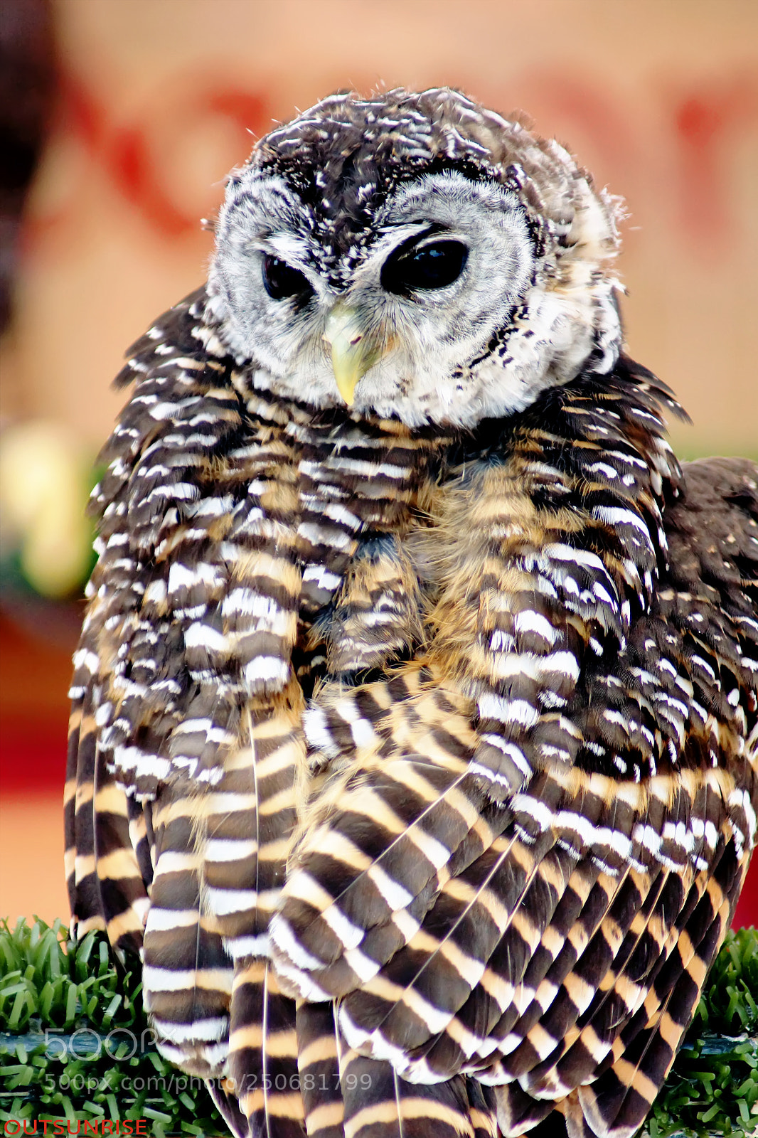 Sony SLT-A65 (SLT-A65V) sample photo. Buho by outsunrise photography