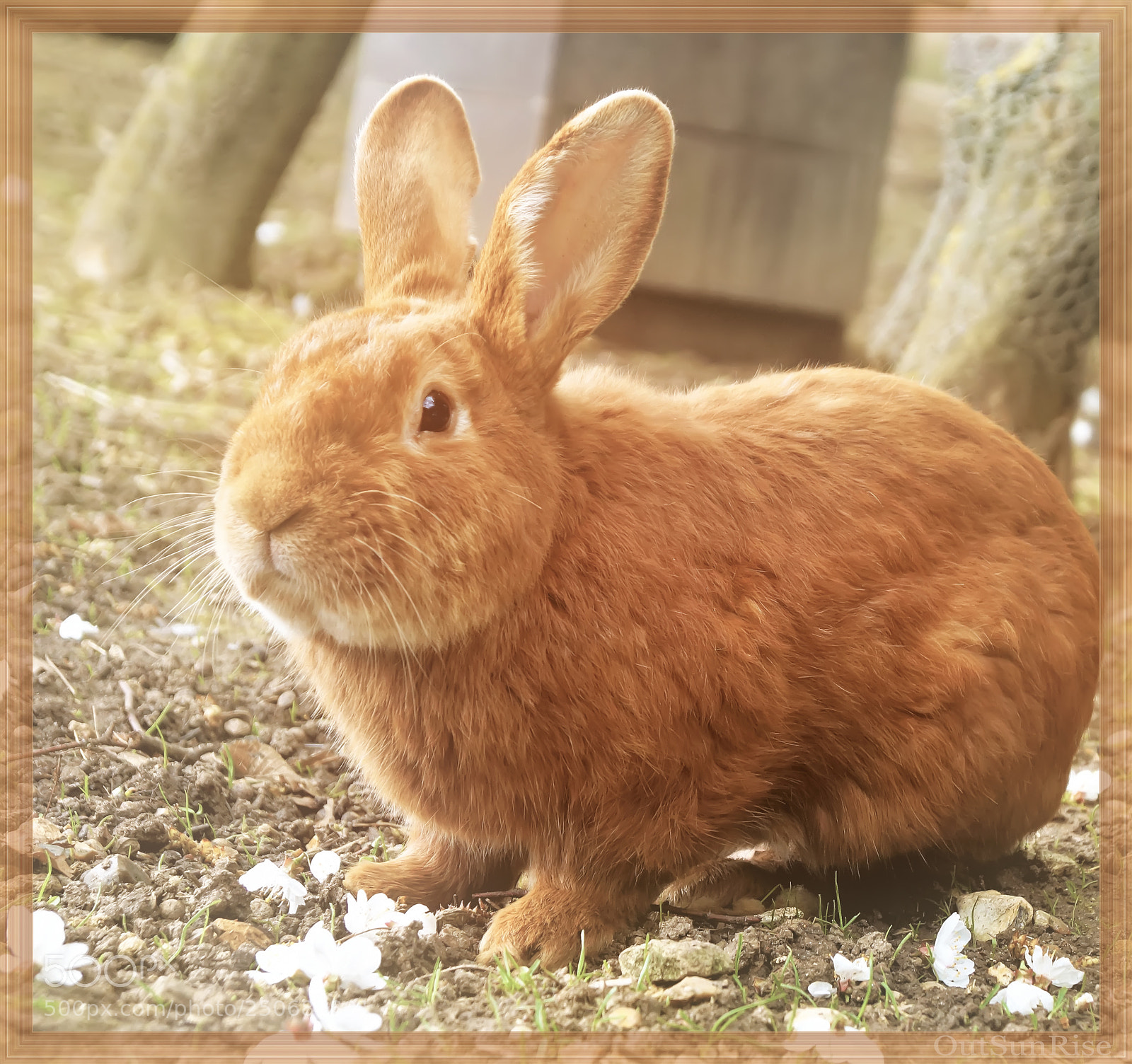 Sony SLT-A65 (SLT-A65V) sample photo. Bunny by outsunrise photography