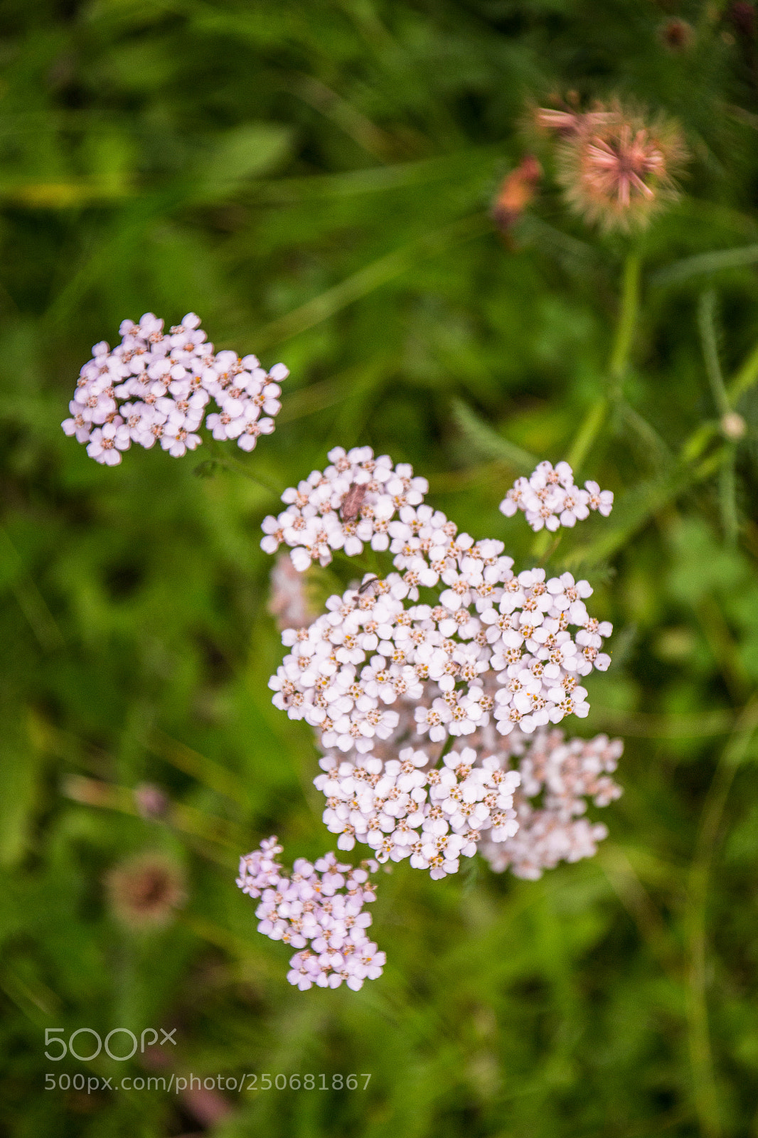 Nikon D3100 sample photo. White flower photography