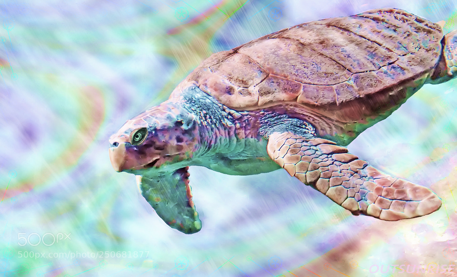 Sony SLT-A65 (SLT-A65V) sample photo. Carapace by outsunrise photography