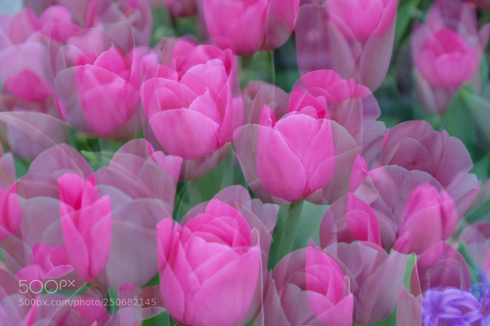 Fujifilm X-Pro2 sample photo. Tulips photography