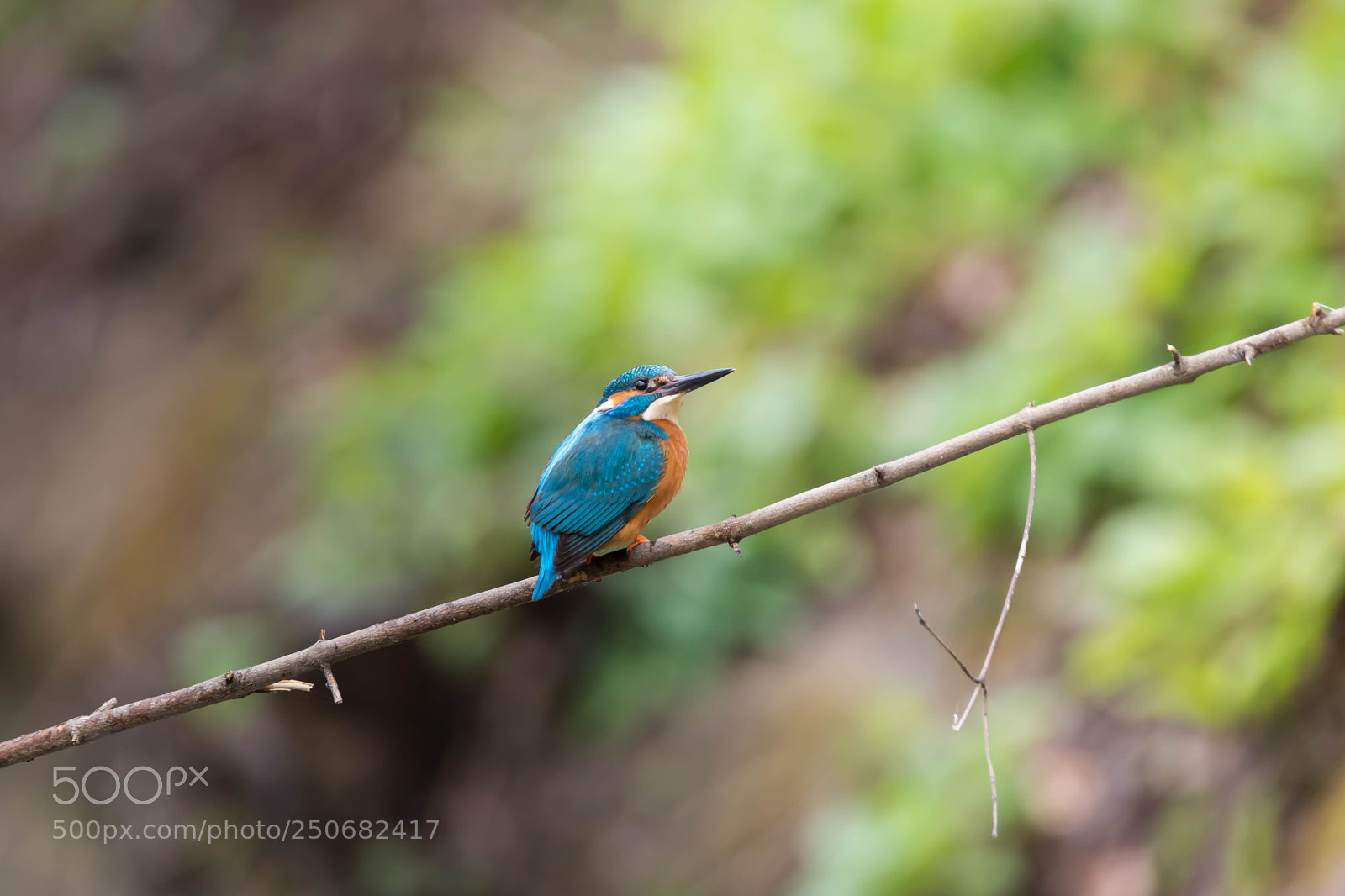 Nikon D7200 sample photo. Martin-pêcheur photography