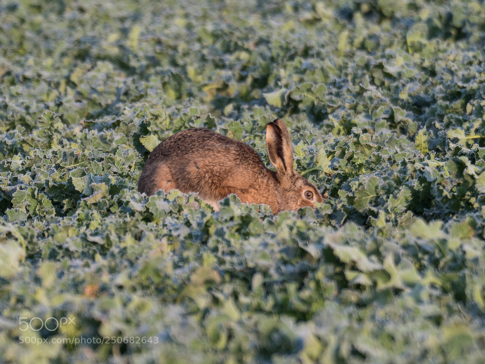 Olympus OM-D E-M1 Mark II sample photo. Coucou photography