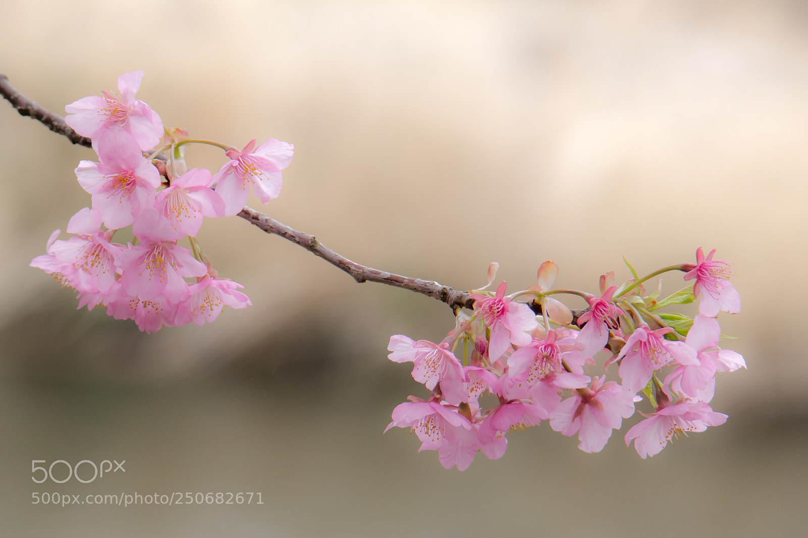 Samsung NX300 sample photo. Kawazu sakura photography