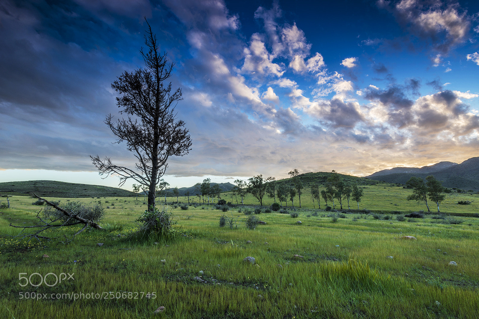 Nikon D800 sample photo. Almeria in green photography