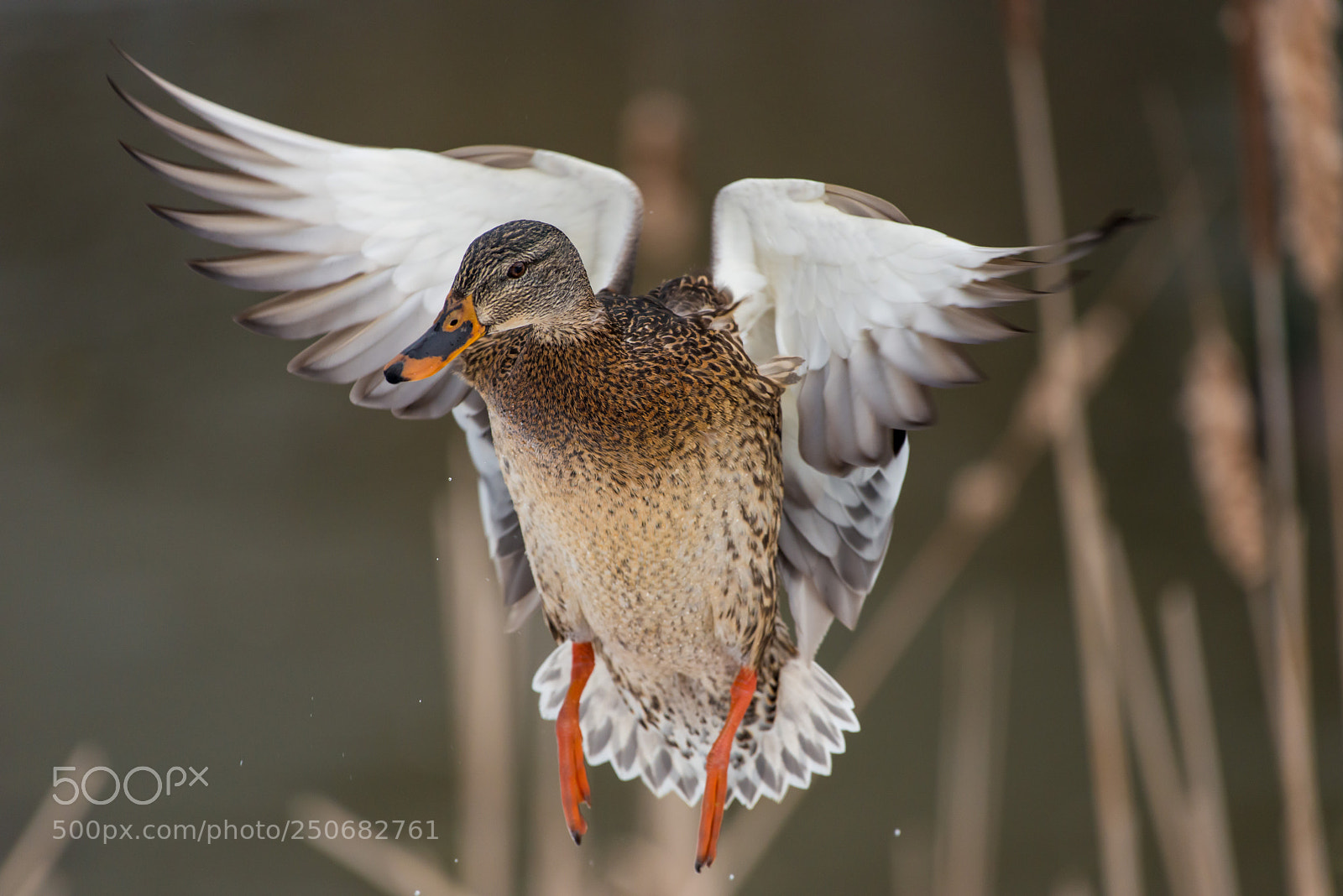 Nikon D800 sample photo. Landing photography