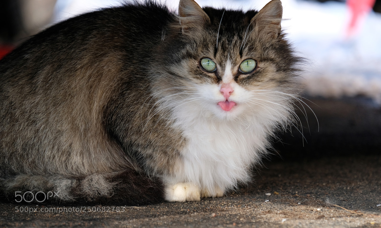 Fujifilm X-T20 sample photo. Cat with white collar photography