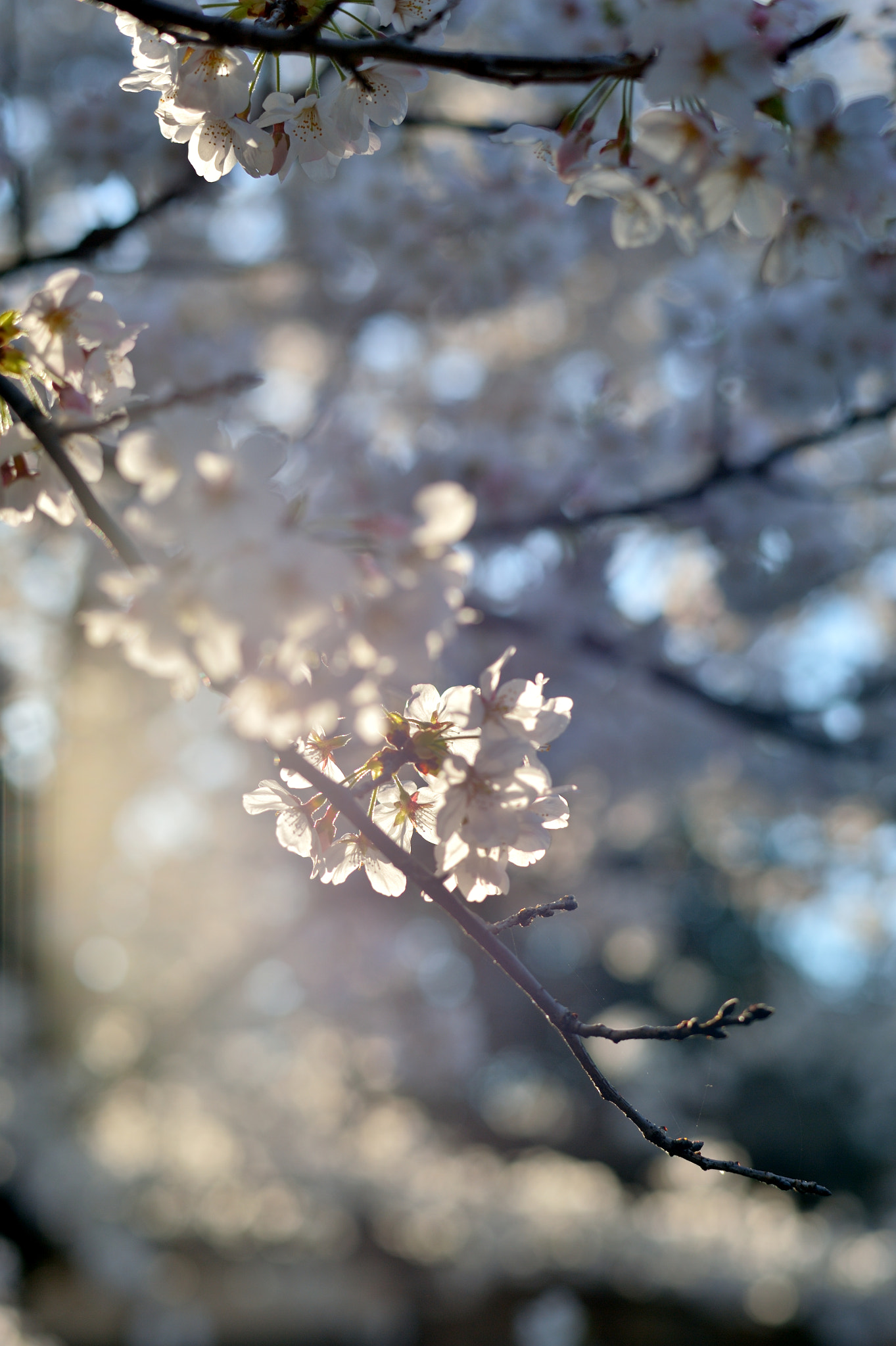 Nikon AF-S Nikkor 58mm F1.4G sample photo. Sun shower photography