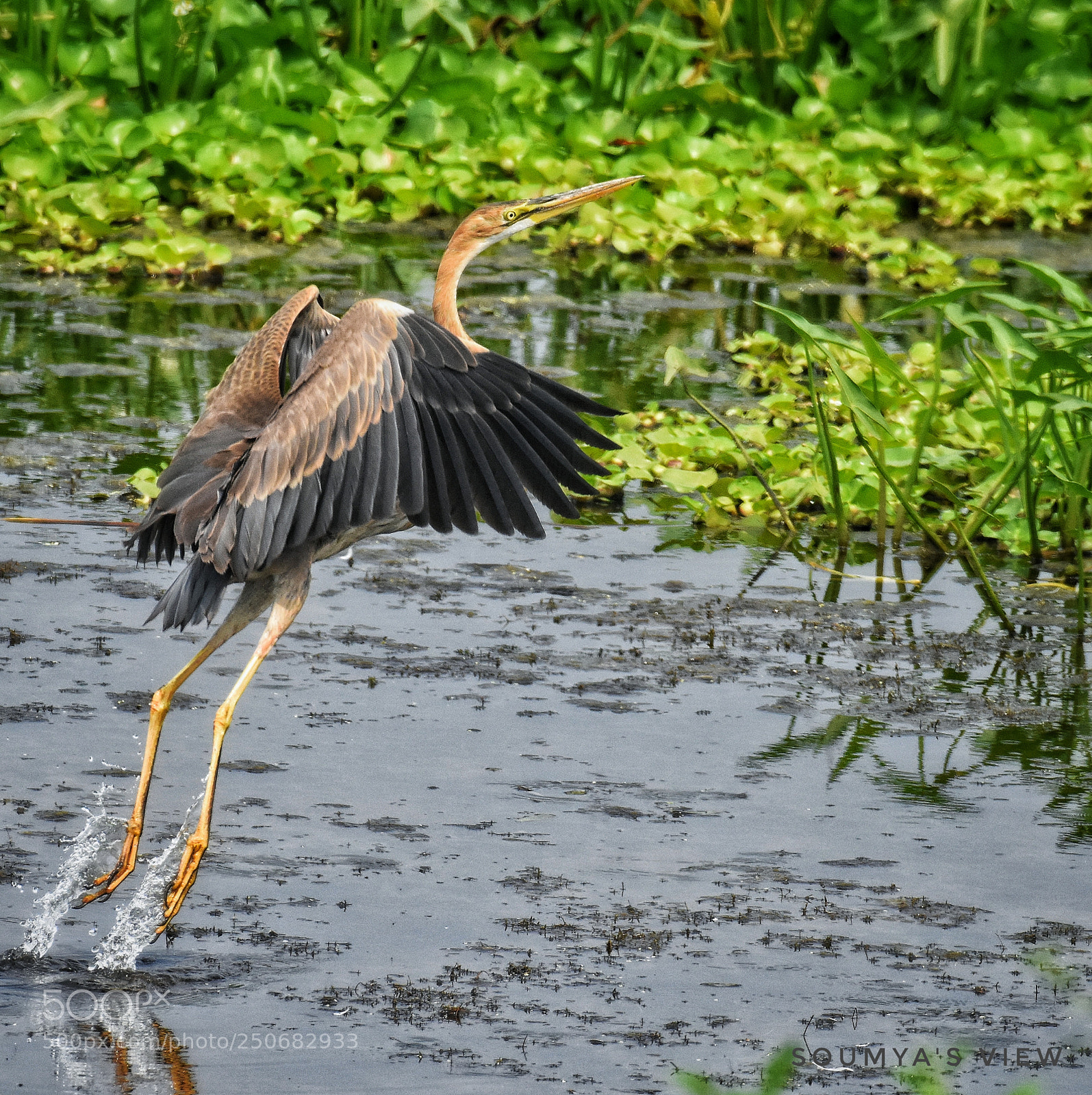 Nikon D7200 sample photo. Flight to freedom photography