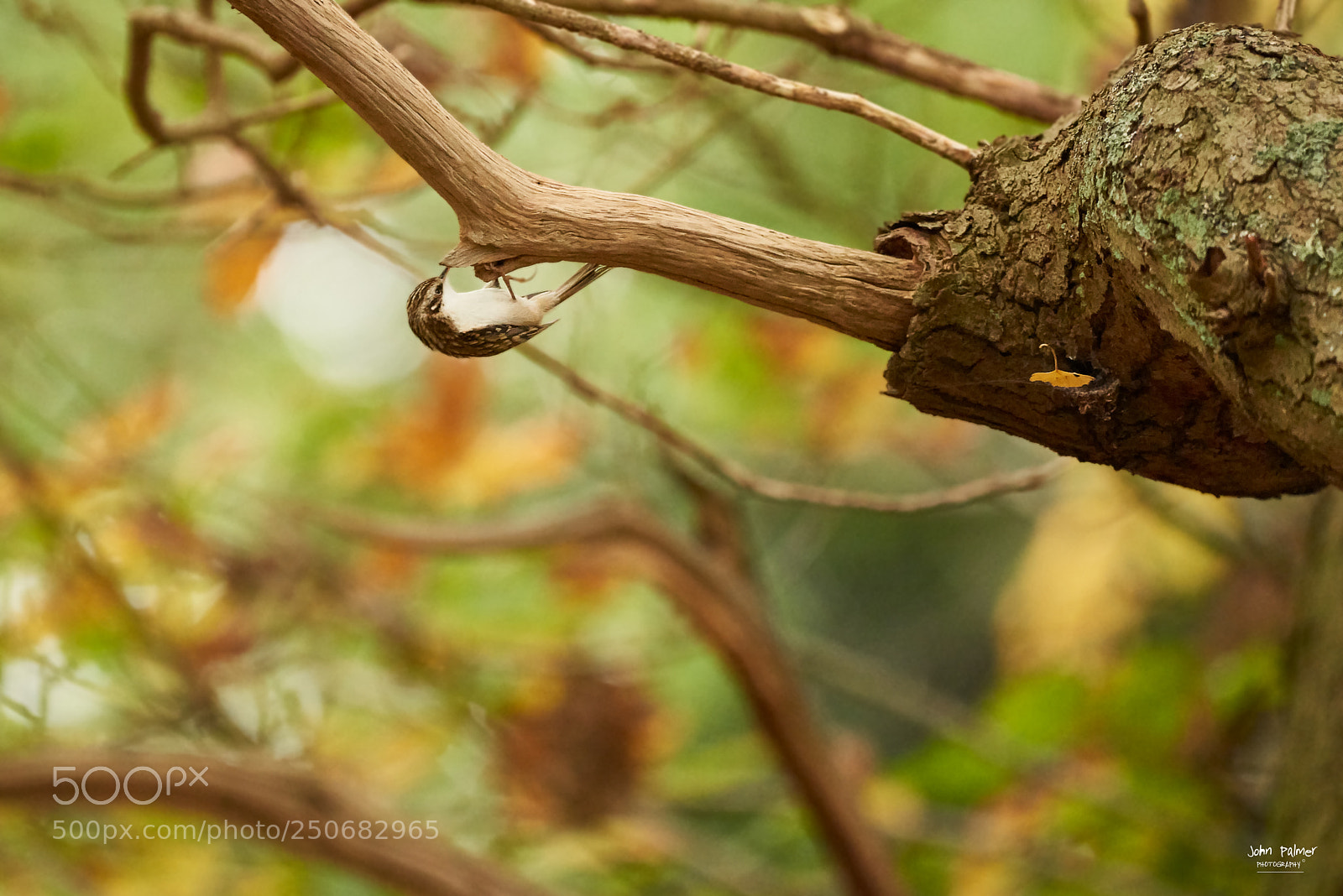 Nikon D810 sample photo. Tree creeper photography