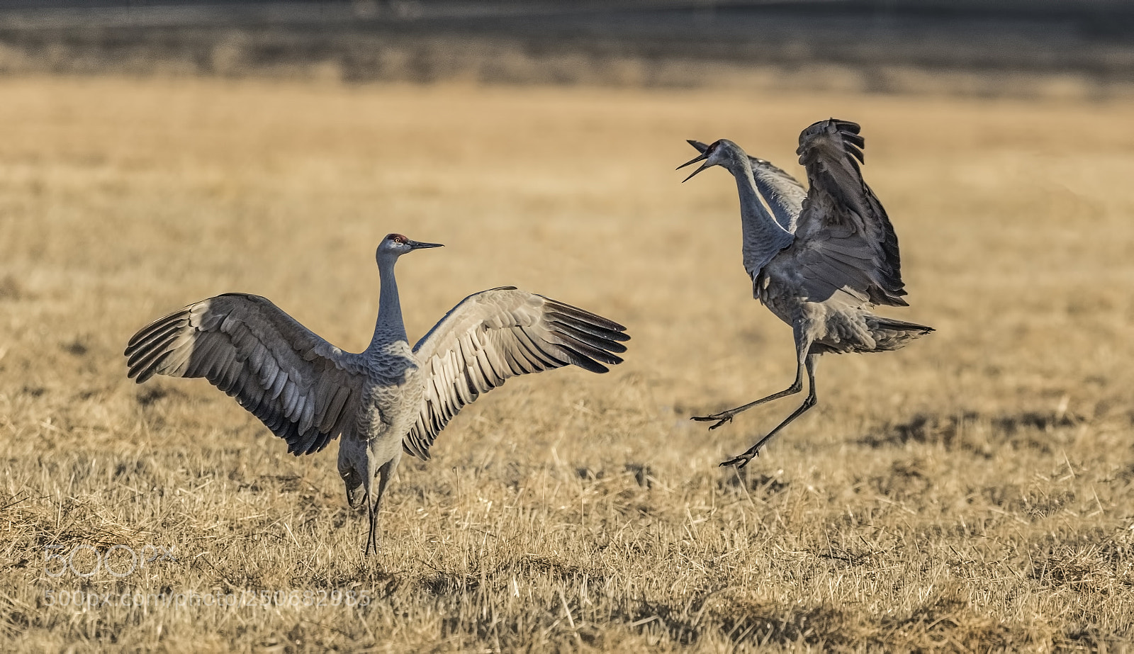 Canon EOS 5D Mark IV sample photo. Sandhill cranes photography