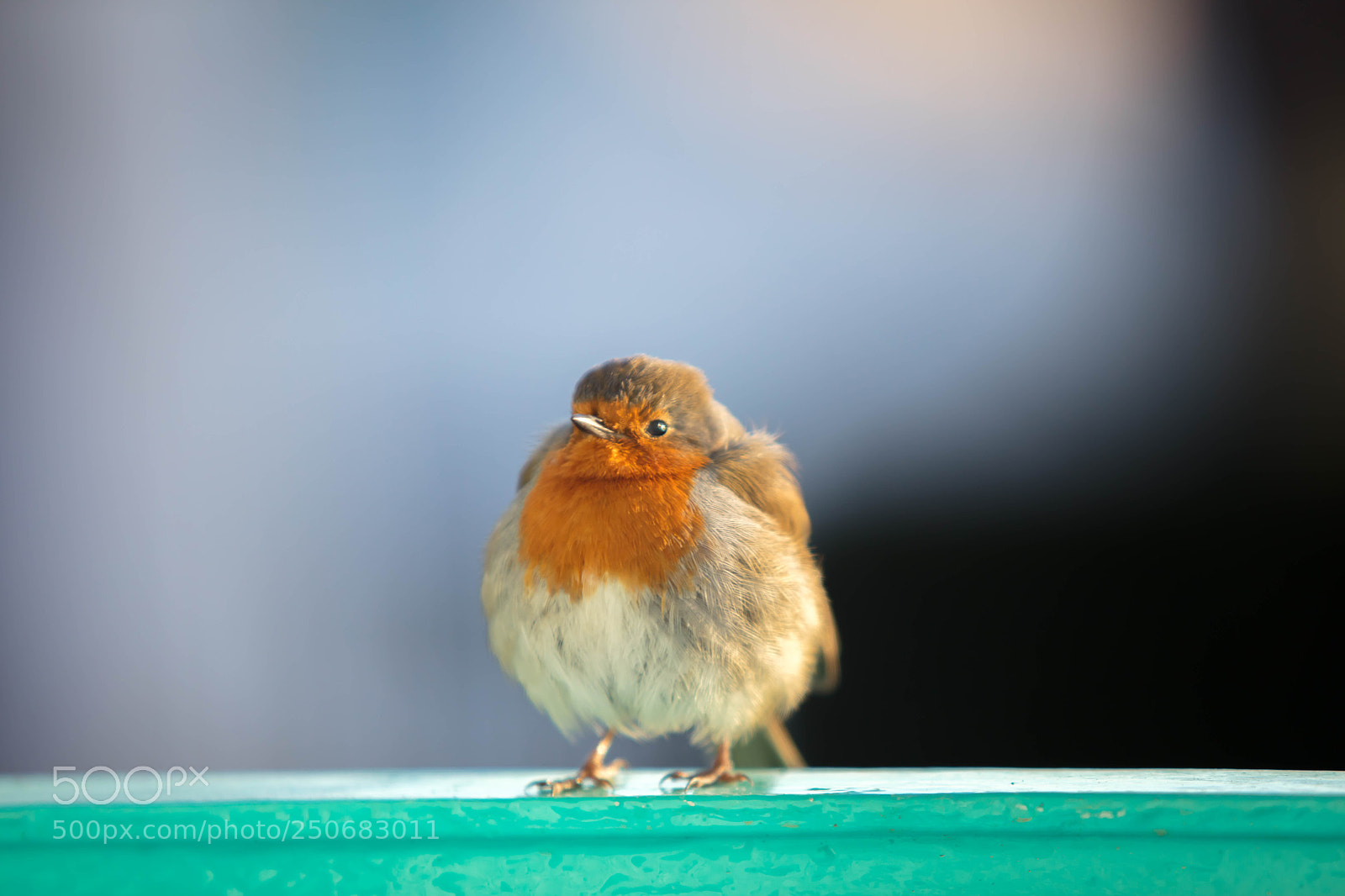Canon EOS 5DS sample photo. Robin portmeirion photography