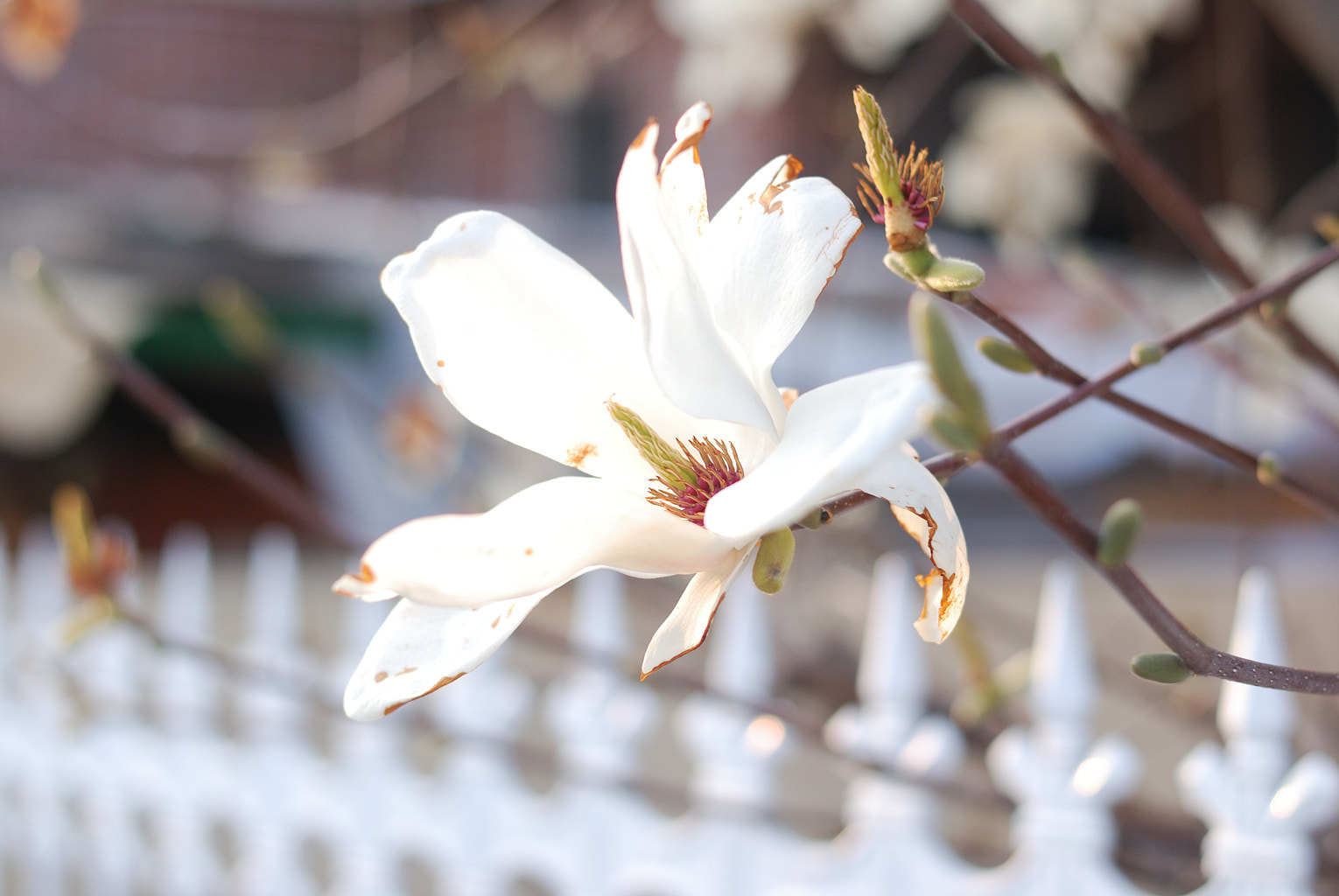 Nikon D80 + Nikon AF-S Nikkor 50mm F1.8G sample photo. Dsc_0160_00001.jpg photography