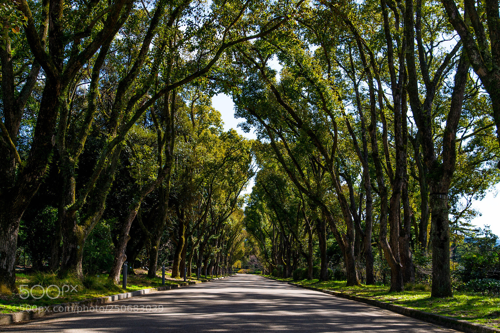 Nikon Df sample photo. Green in spring photography