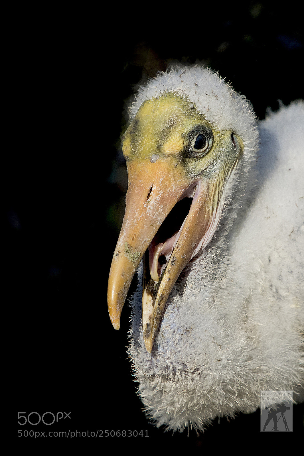 Nikon D810 sample photo. Chick 1715 photography