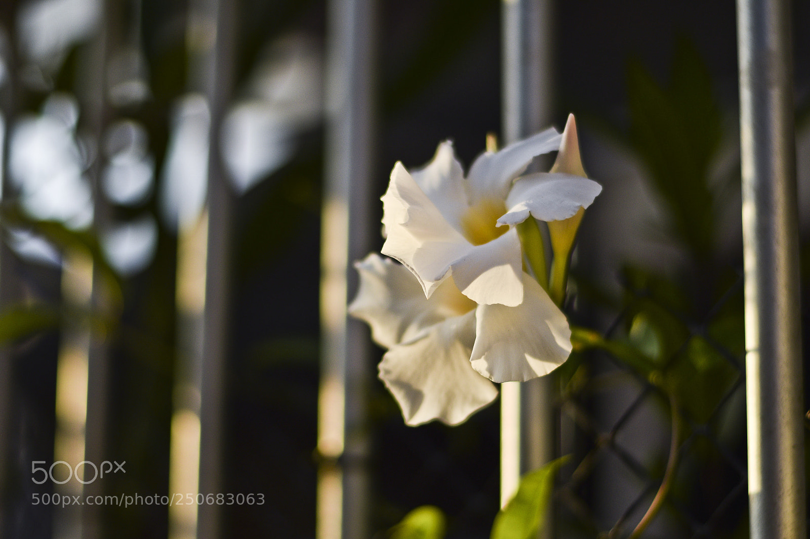 Nikon D5300 sample photo. Domingo feliz! photography