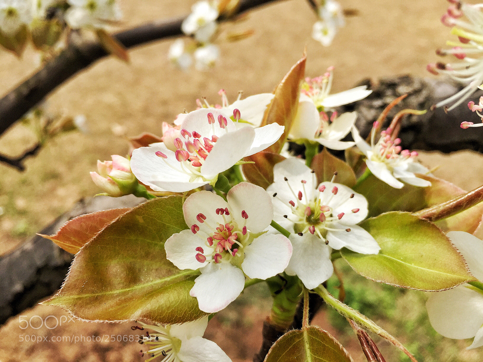 Apple iPhone 6 sample photo. Untitled photography