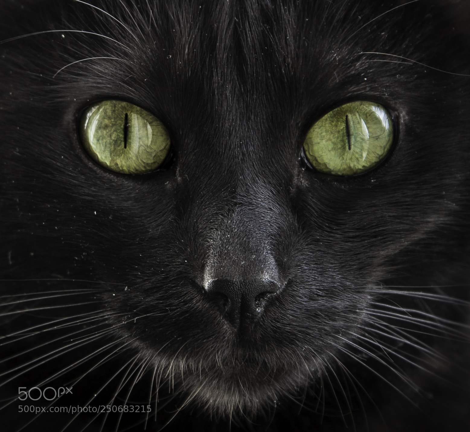 Nikon D600 sample photo. Black cat photography