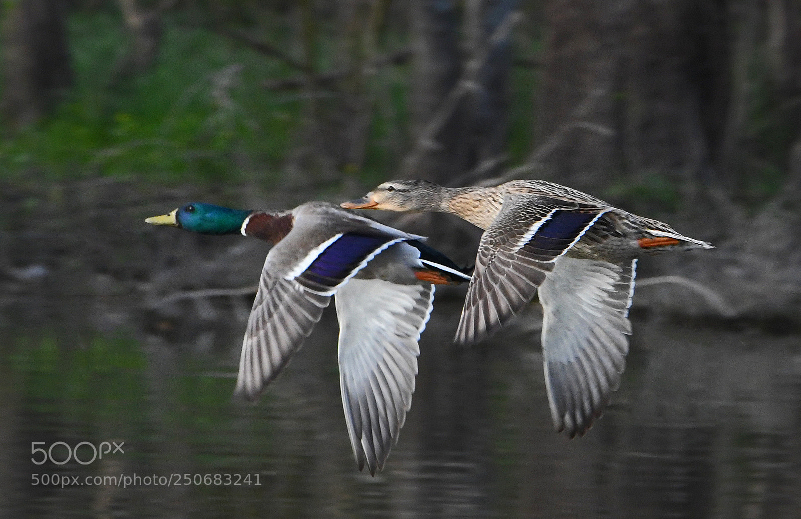 Nikon D500 sample photo. Mallard pair photography