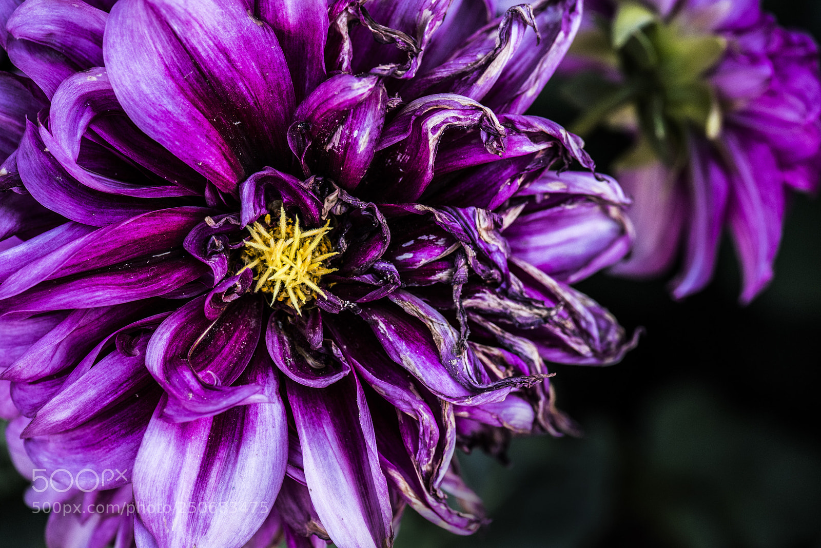 Nikon D810 sample photo. Circle of life photography