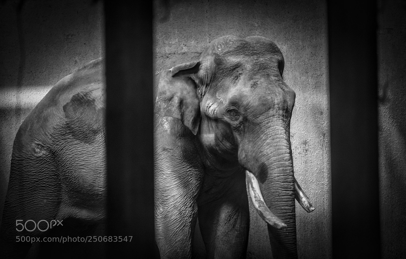 Nikon D7100 sample photo. Longing for freedom photography