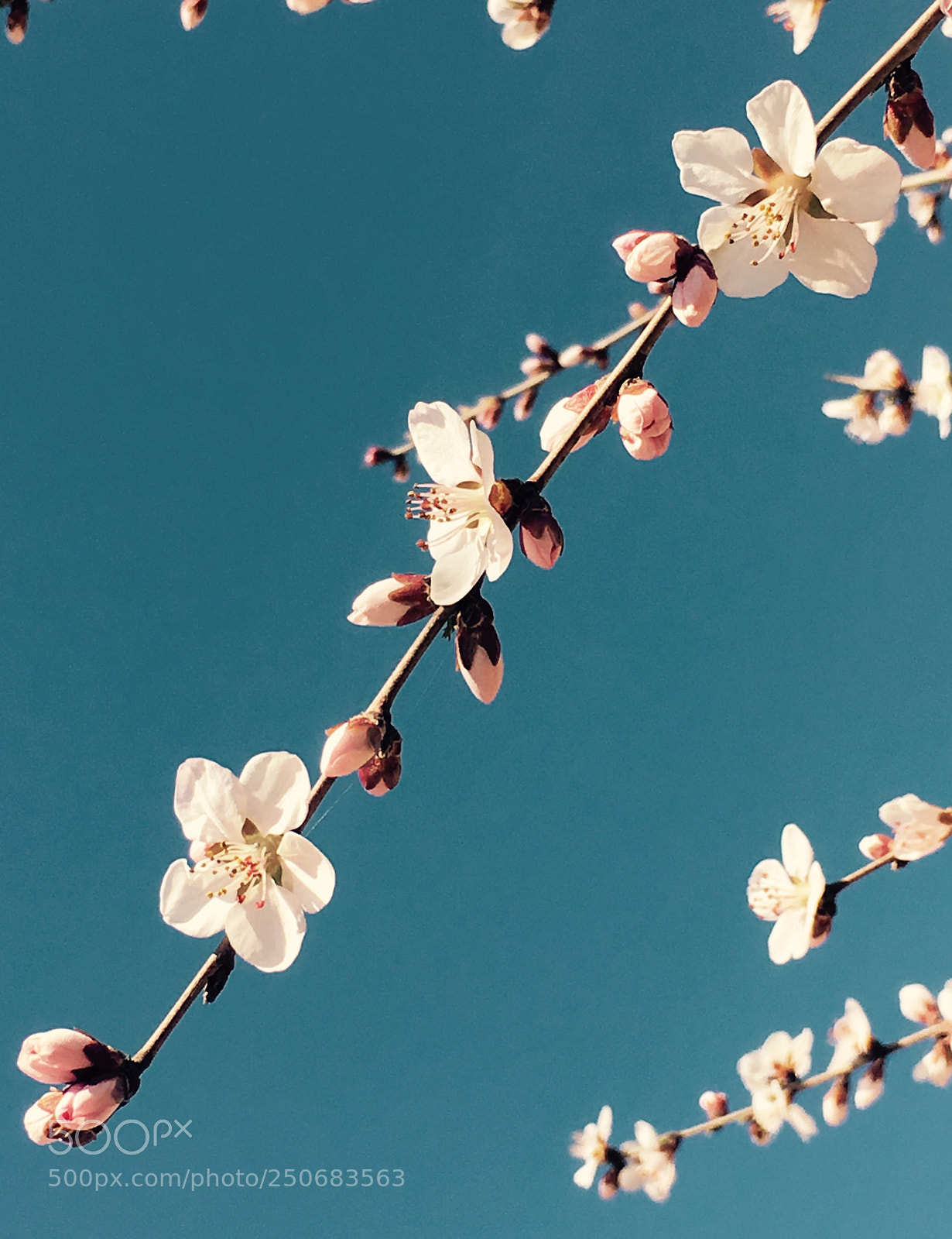 Apple iPhone 6s sample photo. Untitled photography