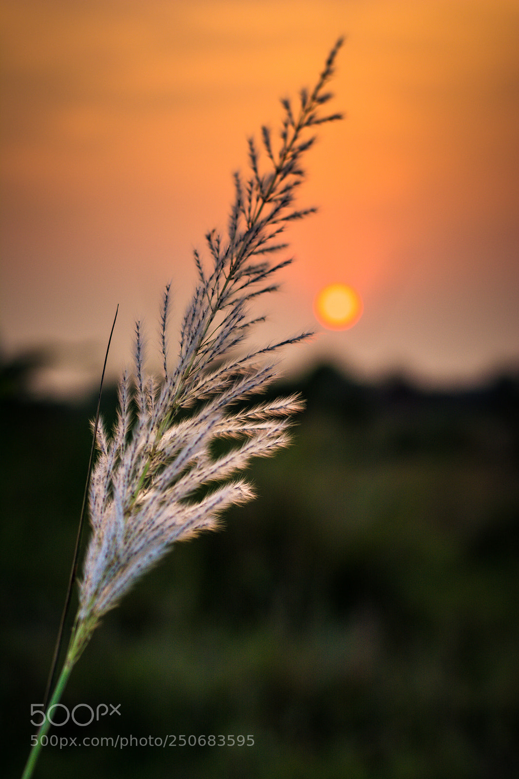 Nikon D5200 sample photo. Edge of nature. photography
