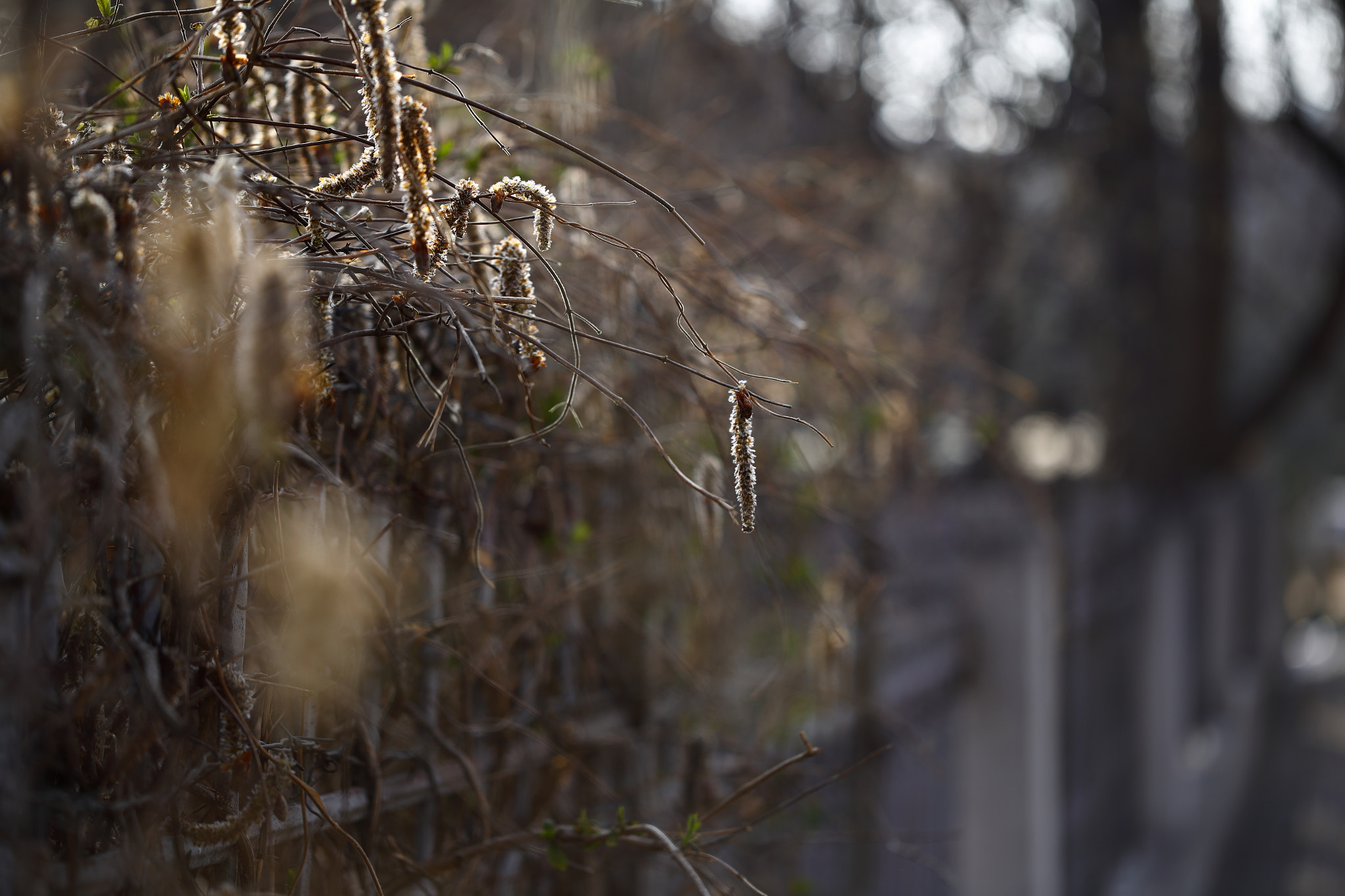 Canon EF 100mm F2.8L Macro IS USM sample photo. Prevernal afternoon photography