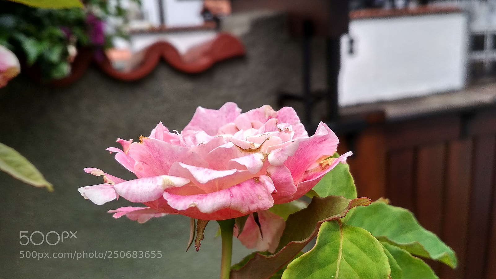Xiaomi Redmi 4X sample photo. Untitled photography