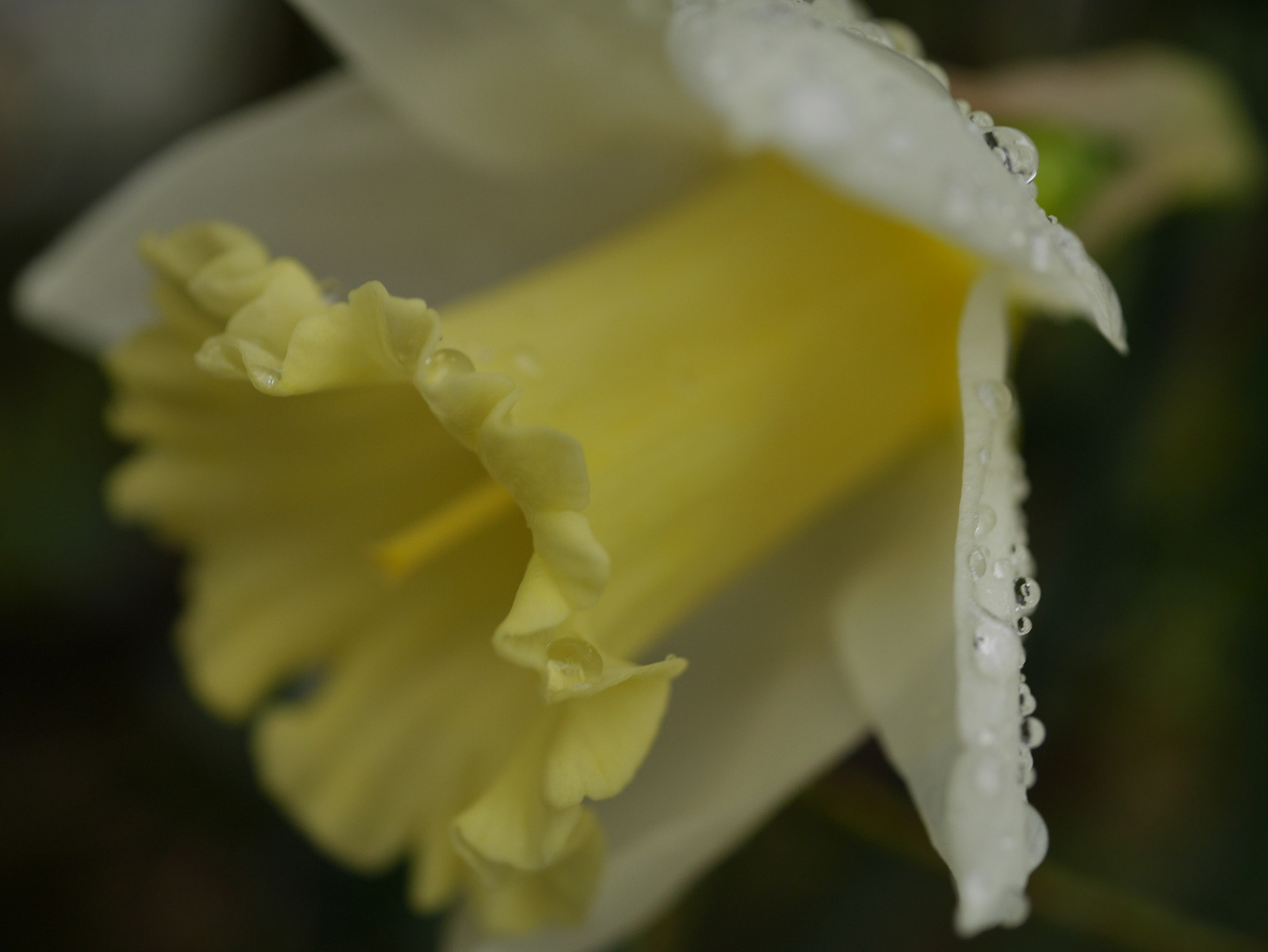 Panasonic Lumix DMC-GF7 sample photo. Narcissus photography
