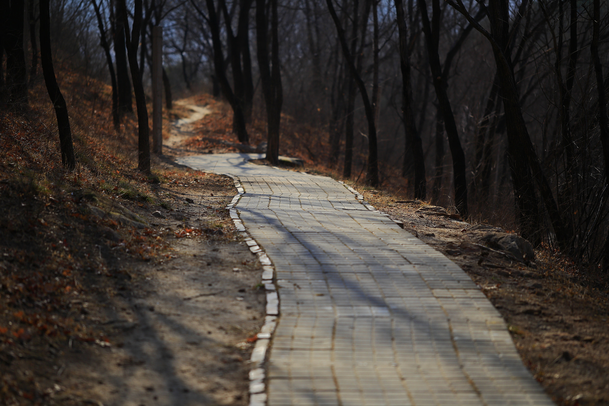 Canon EF 100mm F2.8L Macro IS USM sample photo. Mountain path photography