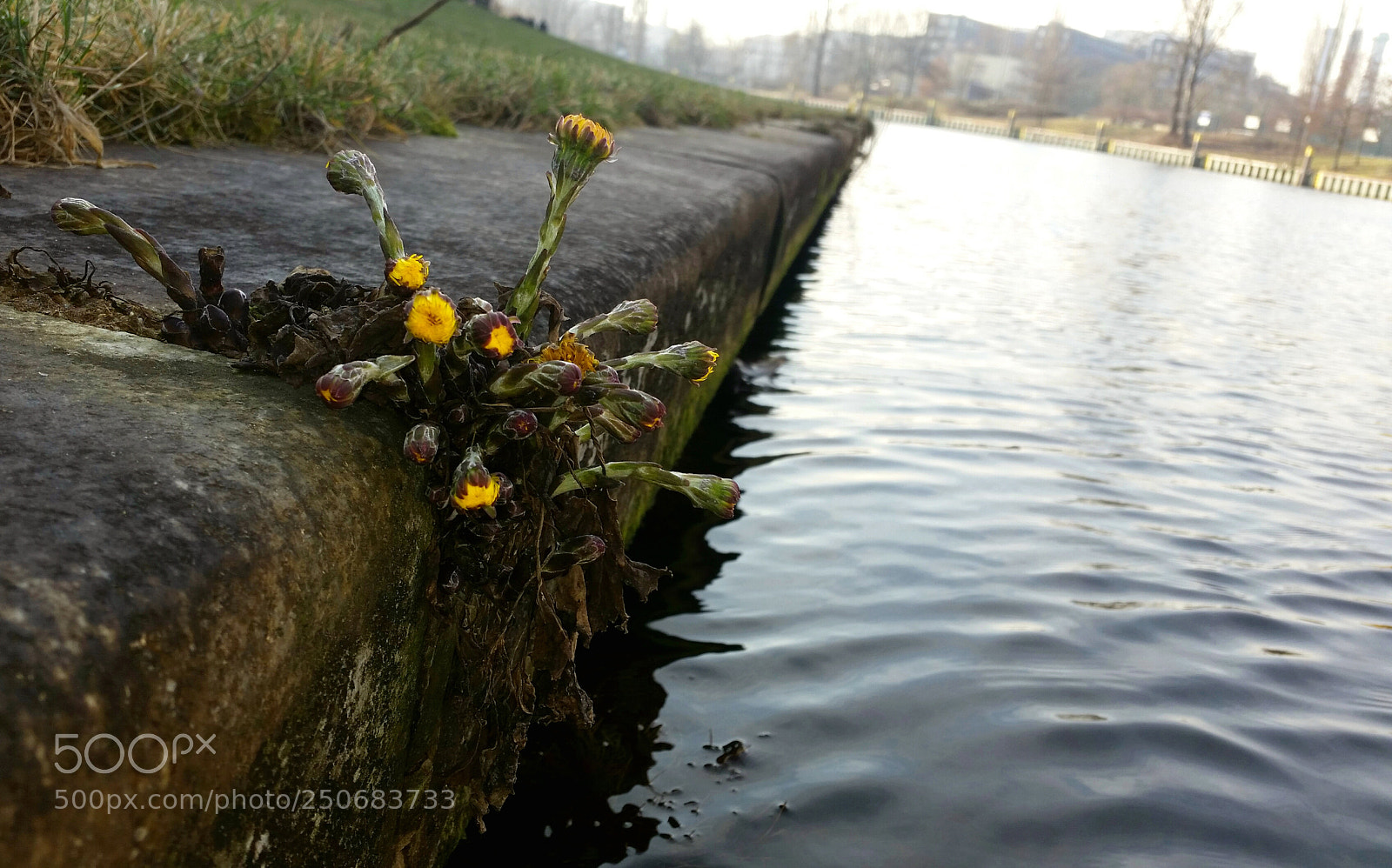 Samsung Galaxy S5 sample photo. ... photography