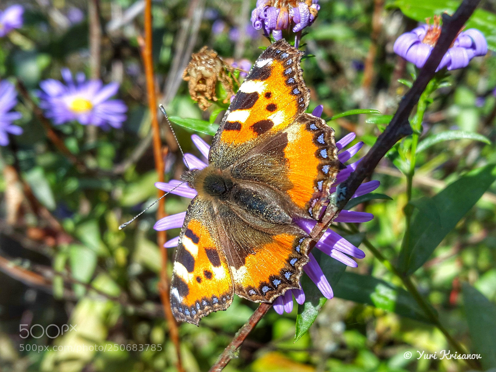 Samsung Galaxy Alpha sample photo. Aglais urticae photography