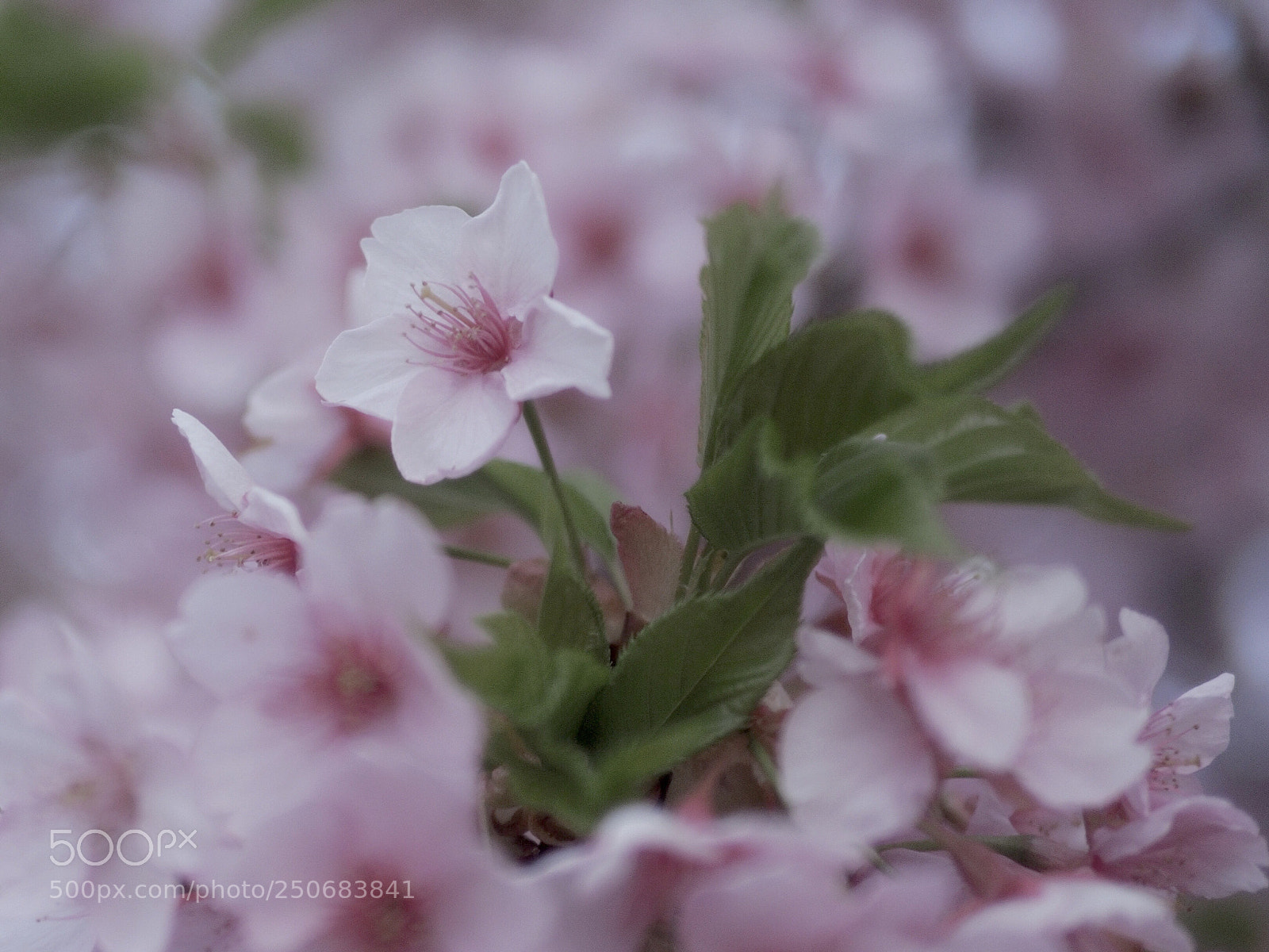 Olympus OM-D E-M5 II sample photo. Loving spring photography