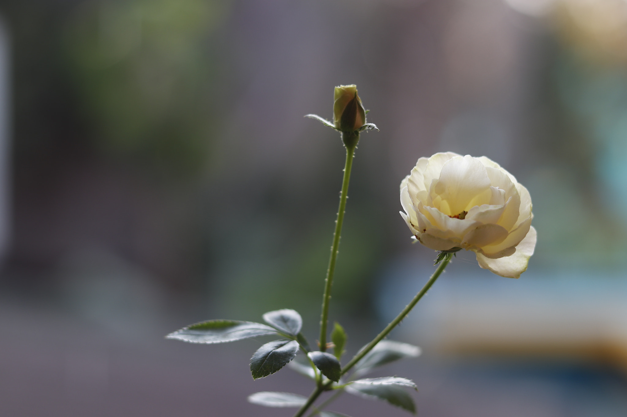 Canon EOS 800D (EOS Rebel T7i / EOS Kiss X9i) sample photo. Whity mighty! photography