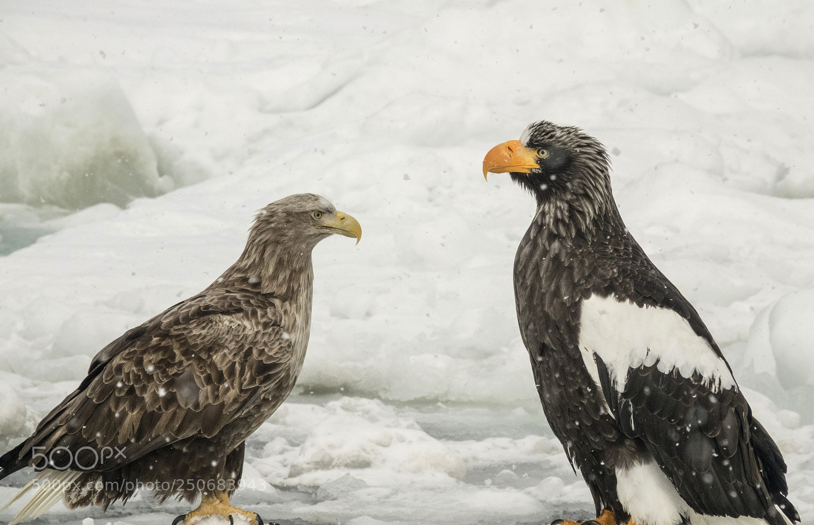 Sony Cyber-shot DSC-RX10 III sample photo. White tailed eagle and photography