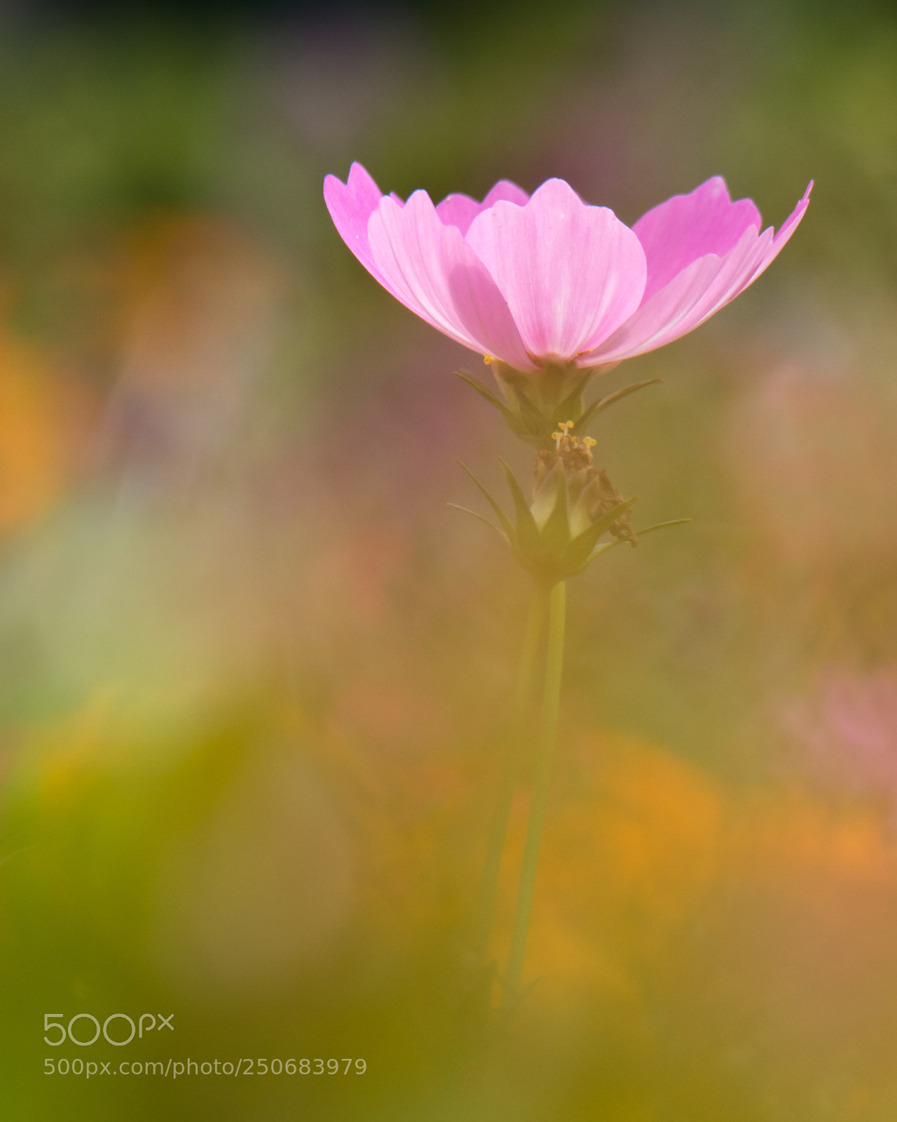 Samsung NX300 sample photo. Static photography