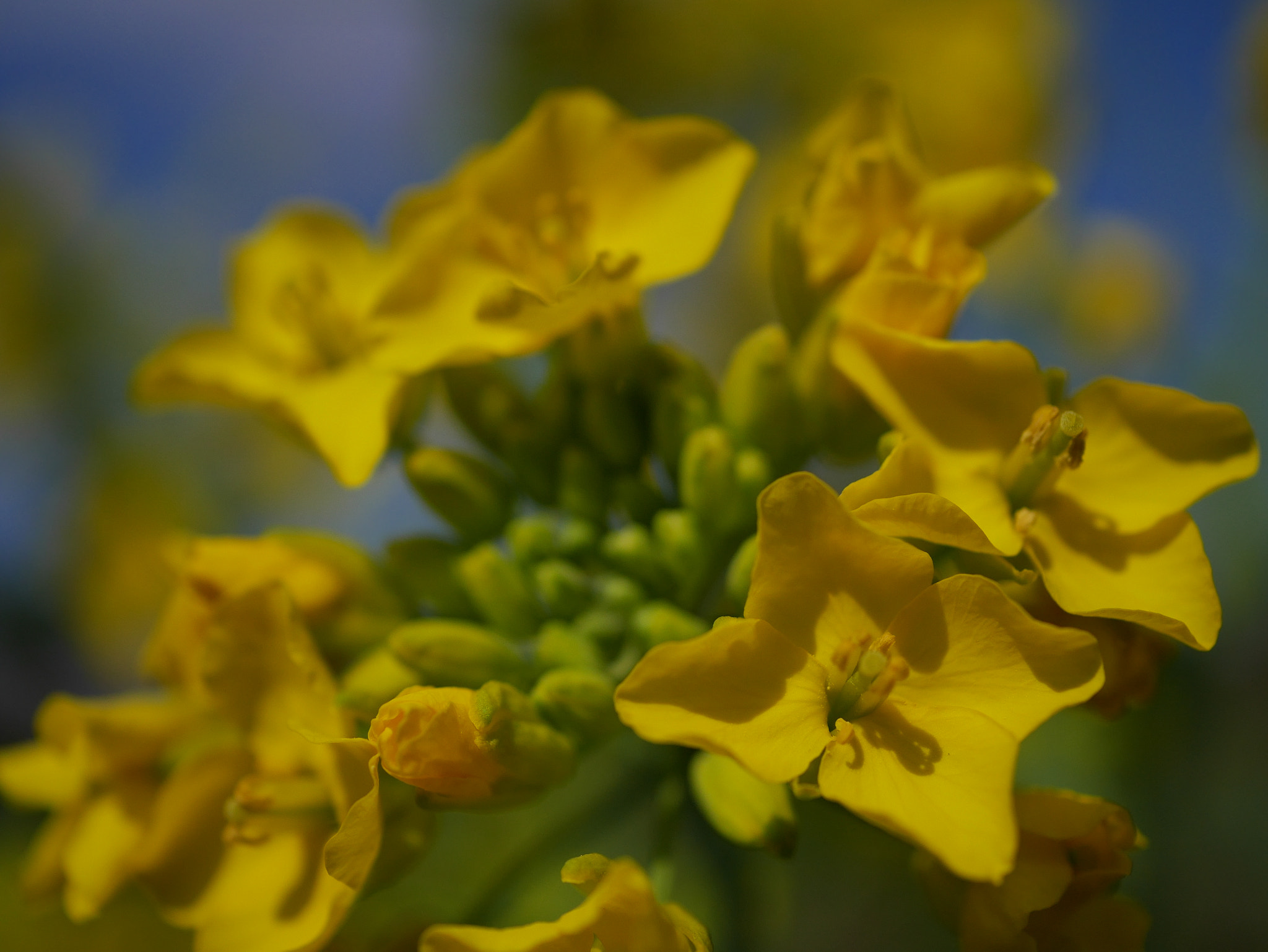 Panasonic Lumix DMC-GF7 sample photo. Nanohana photography