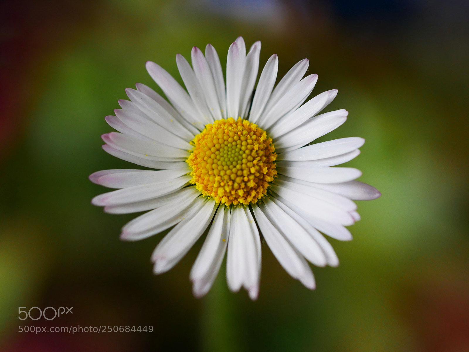 Panasonic Lumix DMC-GX85 (Lumix DMC-GX80 / Lumix DMC-GX7 Mark II) sample photo. Margherita... photography