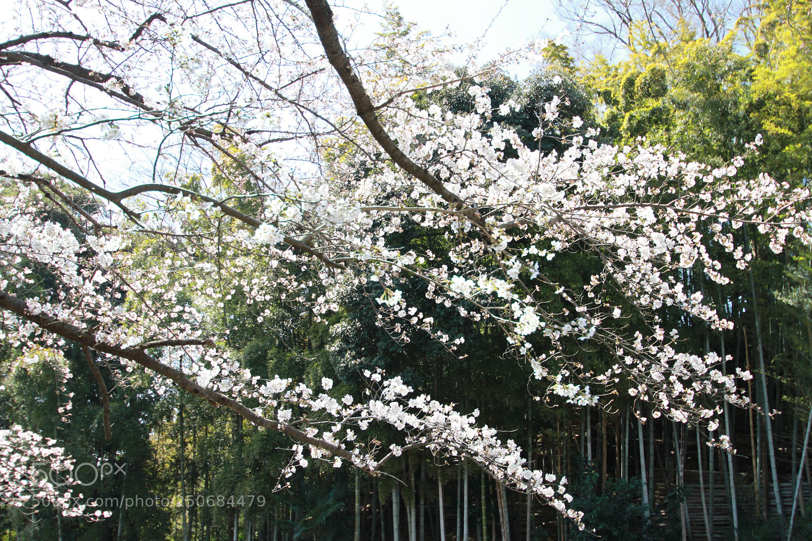 Canon EOS 7D sample photo. Cherry blossoms photography