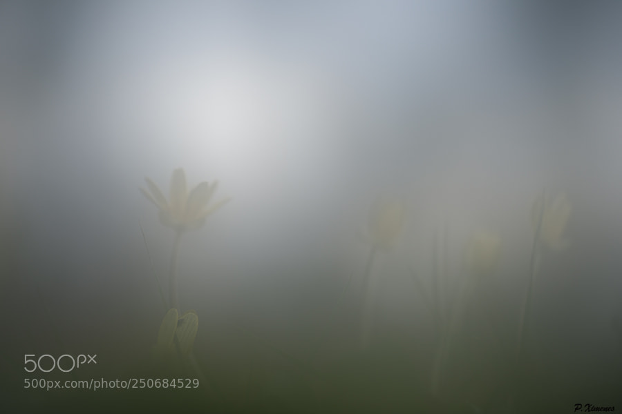 Canon EOS 5D Mark IV sample photo. Brume normande photography