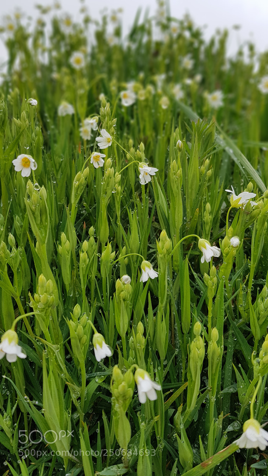 Samsung Galaxy S8+ sample photo. Untitled photography