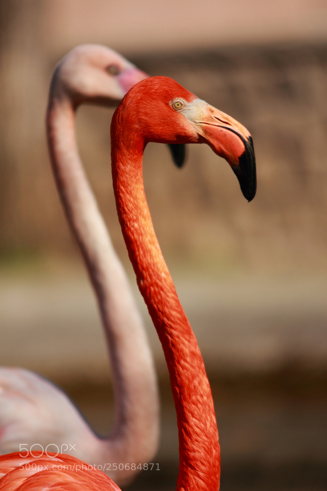 Canon EOS 550D (EOS Rebel T2i / EOS Kiss X4) sample photo. Flamingo photography