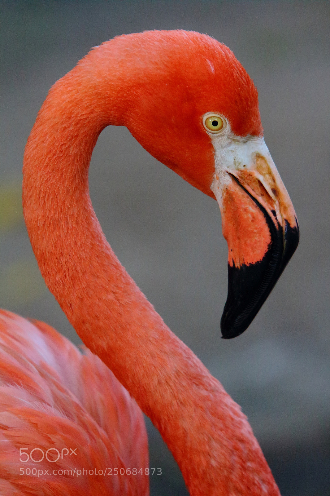 Canon EOS 650D (EOS Rebel T4i / EOS Kiss X6i) sample photo. Flamingo photography
