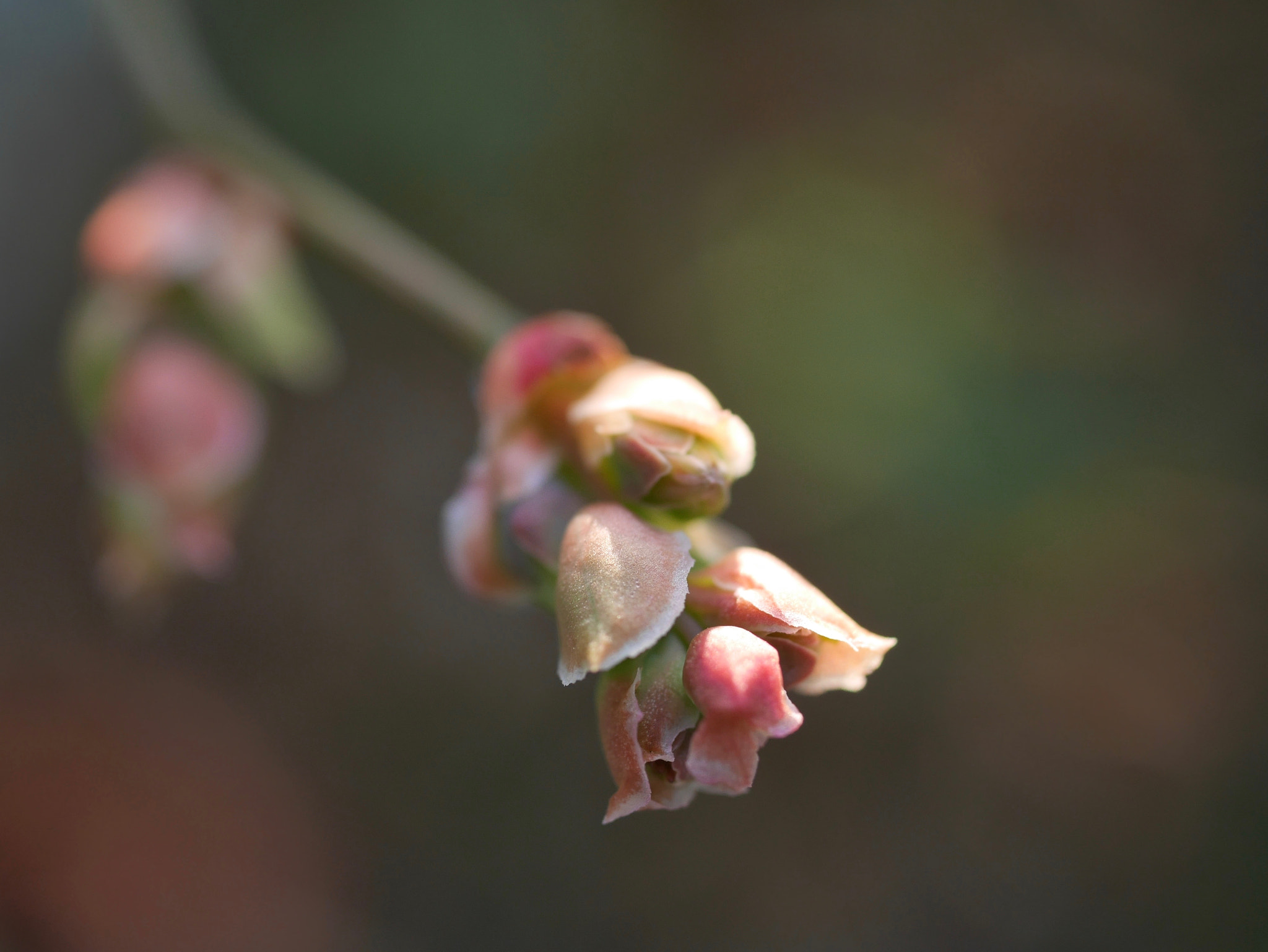 Panasonic Lumix DMC-GF7 sample photo. Blueberry flower bud photography