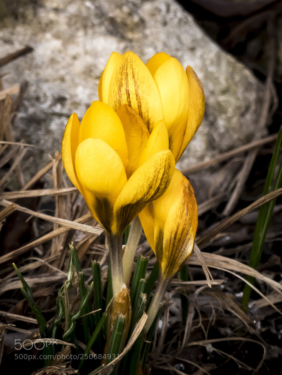 Panasonic Lumix DMC-FZ300 sample photo. The first spring flowers photography