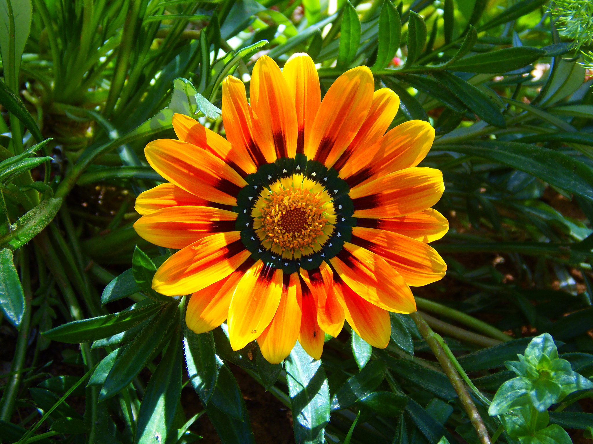 Olympus SP-810UZ sample photo. Gazania photography