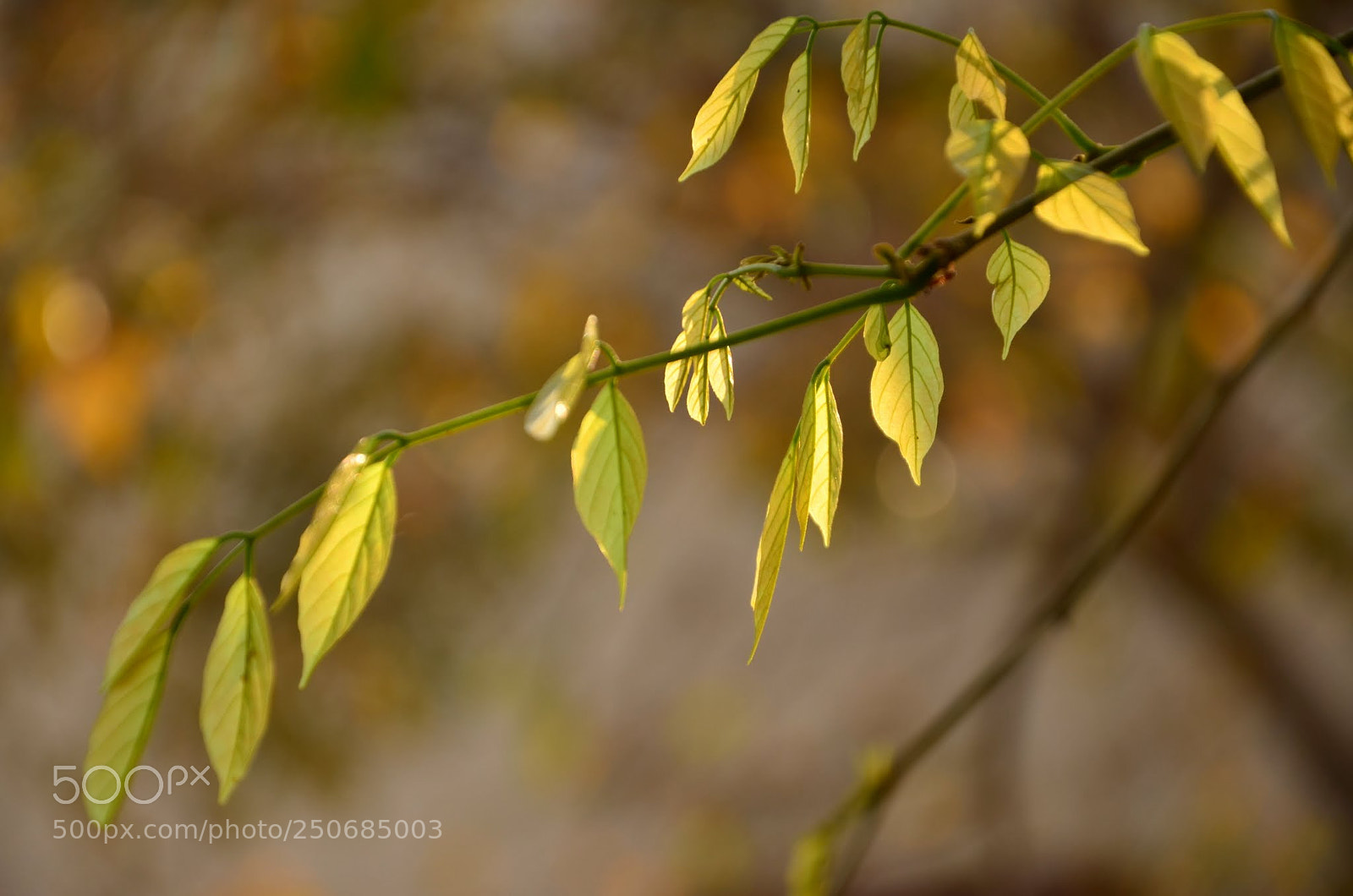 Nikon D7000 sample photo. Spring beauty... photography
