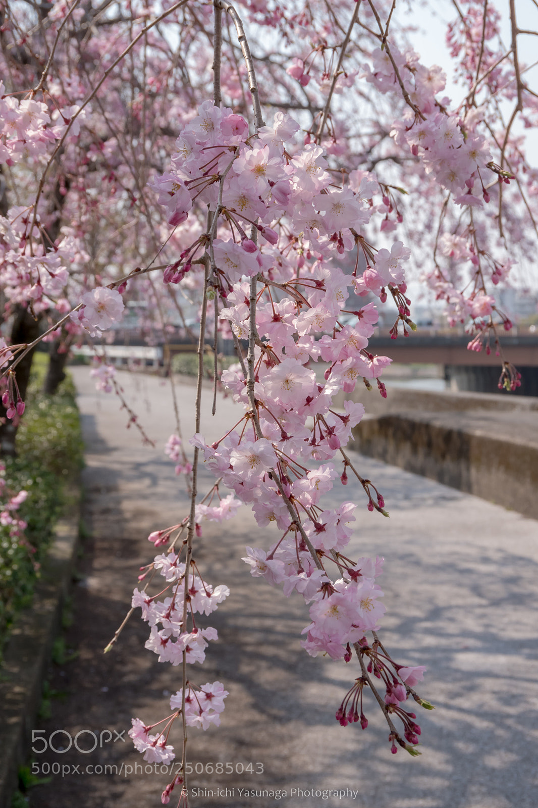 Pentax K-70 sample photo. Weeping cherry photography