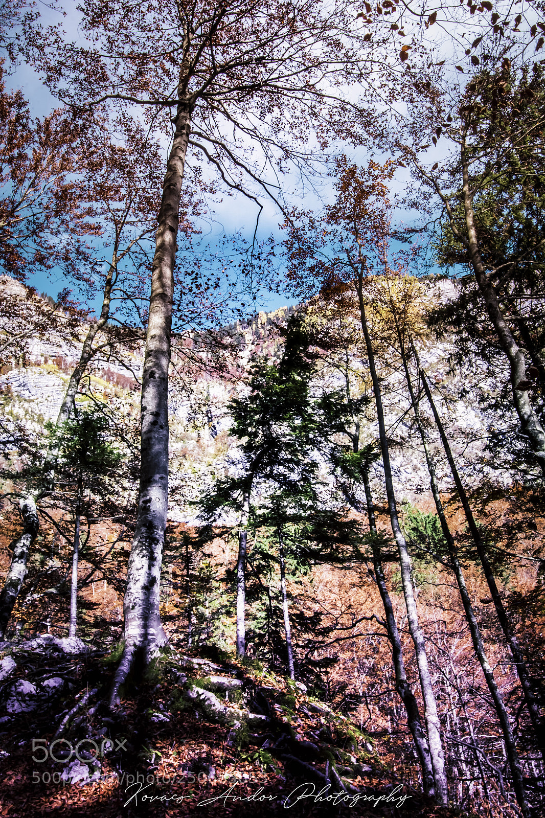 Nikon D7100 sample photo. Playing with fall colours photography